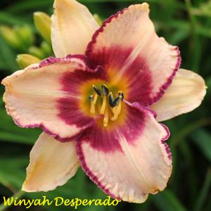 Winyah Desperado*