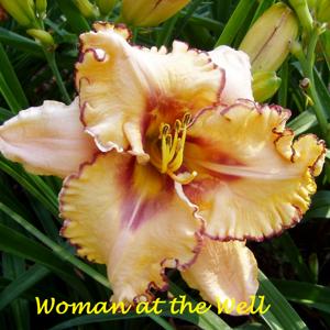 Woman at the Well*
