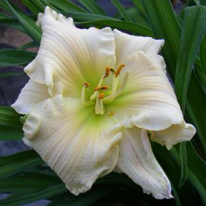 Porcelain Ruffles