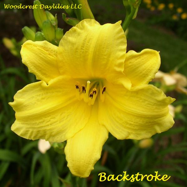 Backstroke 1 (2)