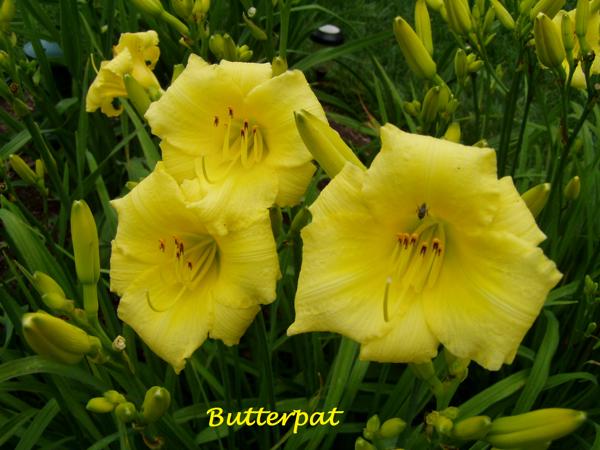 Butterpat 1