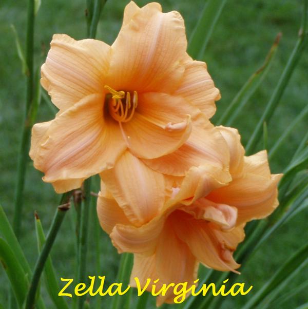 Zella Virginia 1