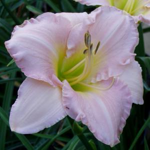 Pewter Pink*