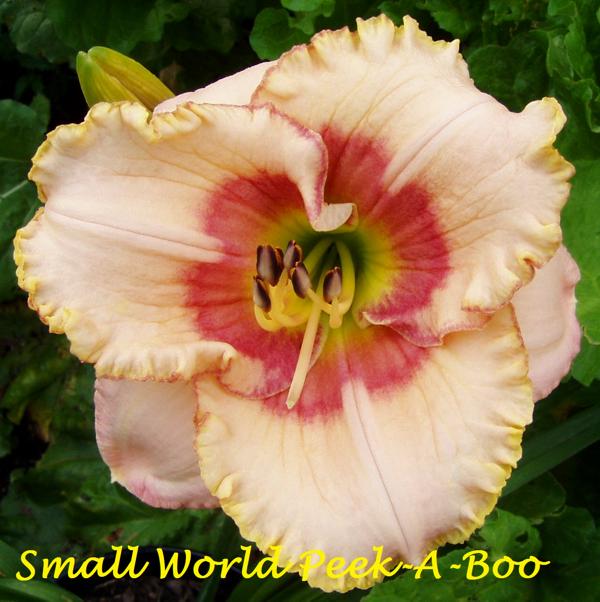 Small World Peek-a-Boo 2