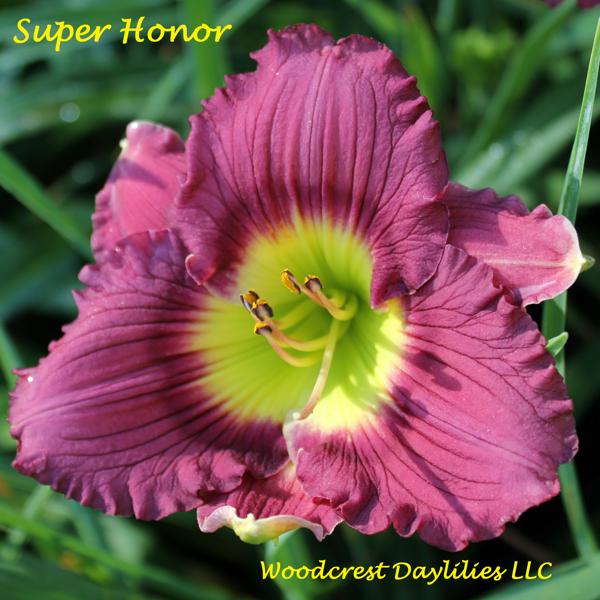 Super Honor