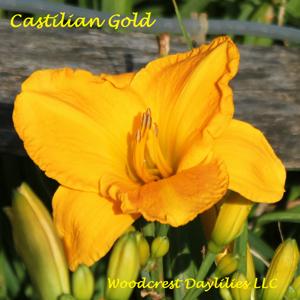 Castilian Gold
