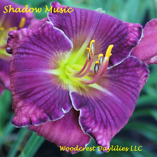 SHADOW MUSIC