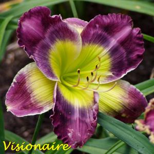 Visionaire