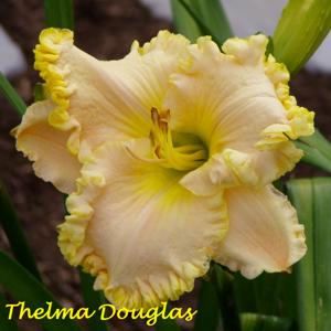 Thelma Douglas*