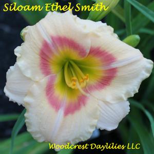 Siloam Ethel Smith