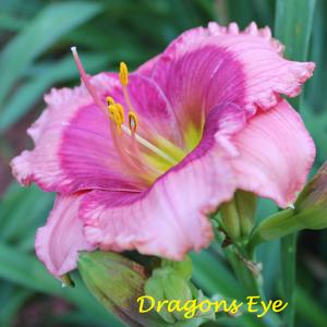 Dragons Eye