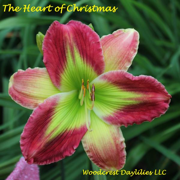 the heart of christmas
