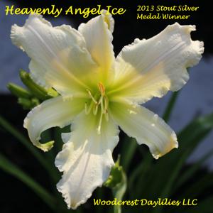 Heavenly Angel Ice - 2013 Stout Silver Medal Winner