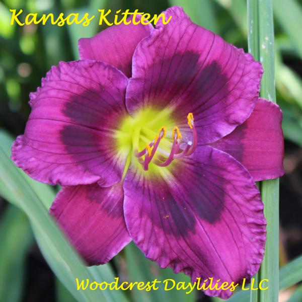 Kansas_Kitten