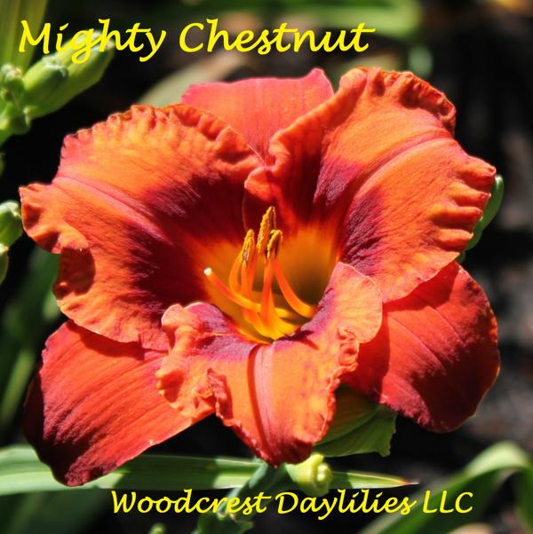 Mighty Chestnut