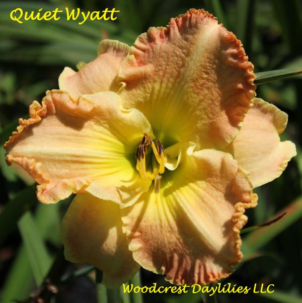 Quiet_Wyatt