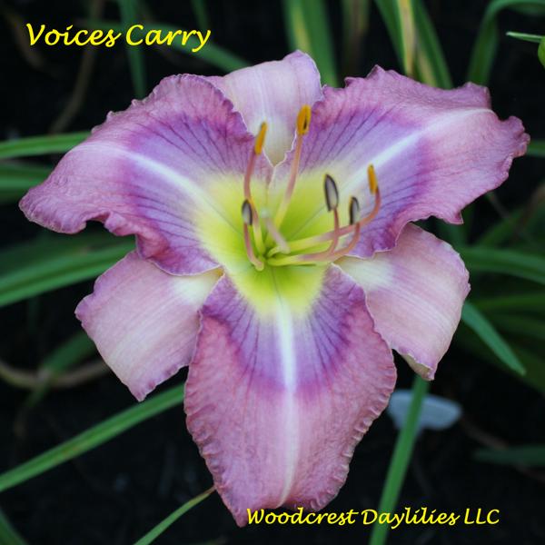 Voices Carry