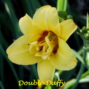 Double Daffy