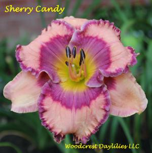 Sherry Candy