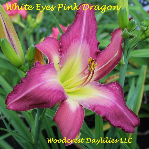 White Eyes Pink Dragon