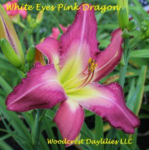White Eyes Pink Dragon*