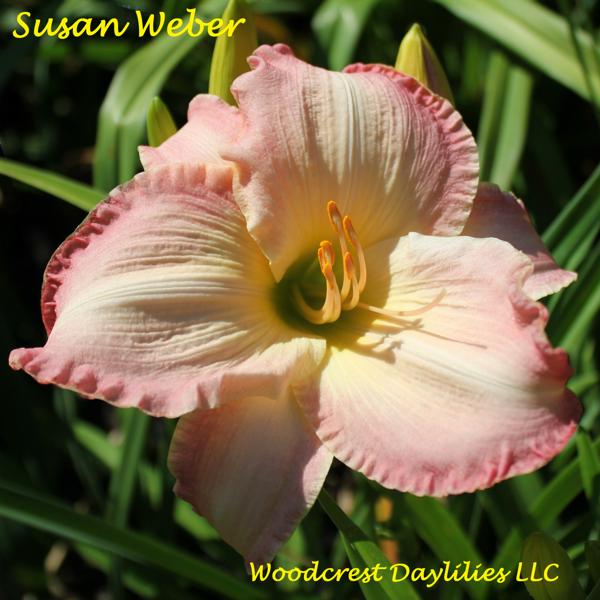 Susan_Weber