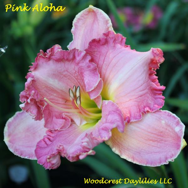 Pink_Aloha