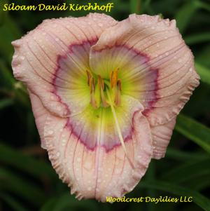 Siloam David Kirchhoff