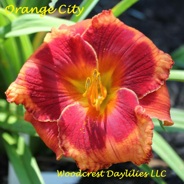 Orange_City