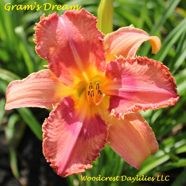 Gram's Dream