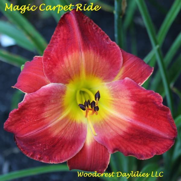 Magic_Carpet_Ride