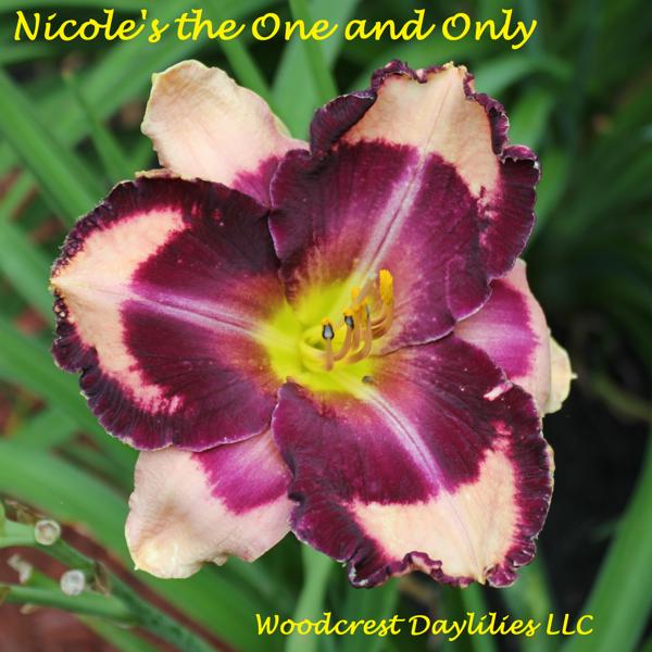 nicoles the_one_and_only