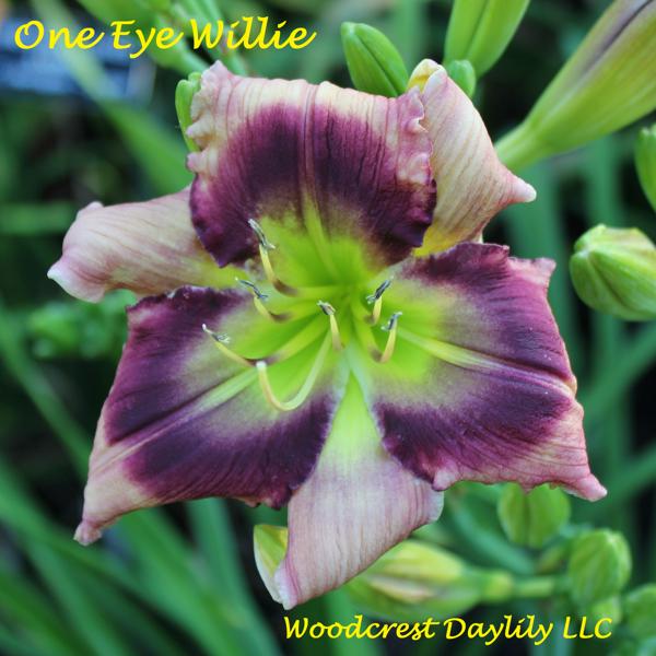 One_Eye_Willie