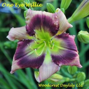 One Eye Willie