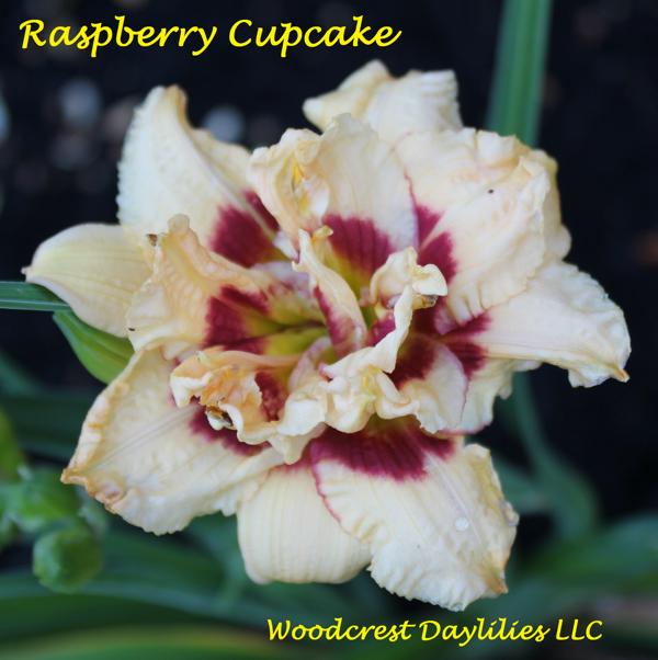 Raspberry_Cupcake