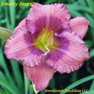 Smoky Secret*