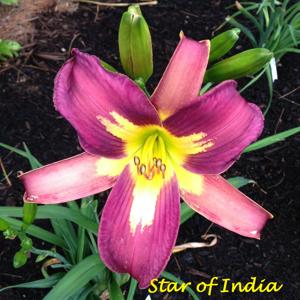 Star of India*