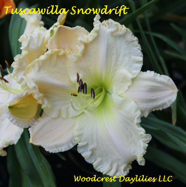 Tuscawilla_Snowdrift