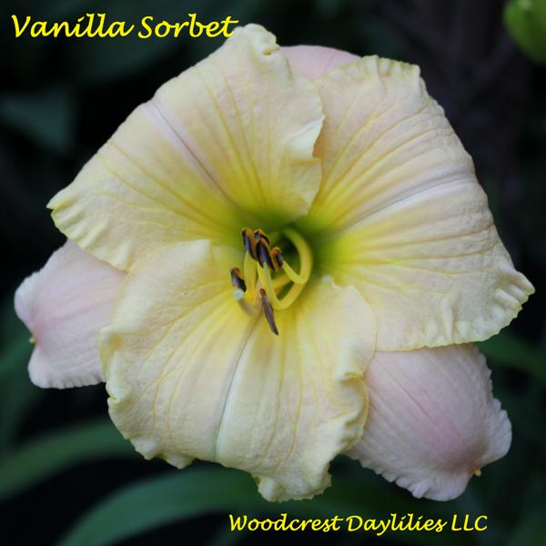 Vanilla Sorbet