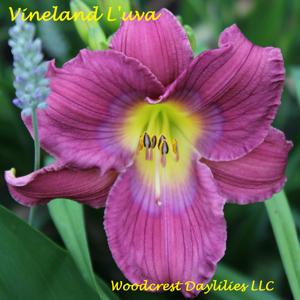 Vineland L'uva