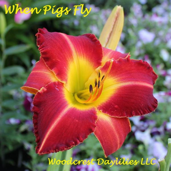 when pigs fly