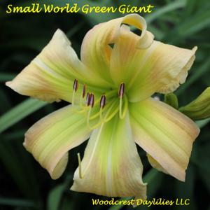 Small World Green Giant