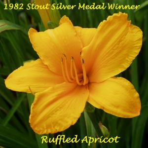 Ruffled Apricot - 1982 Stout Silver Medal Winner