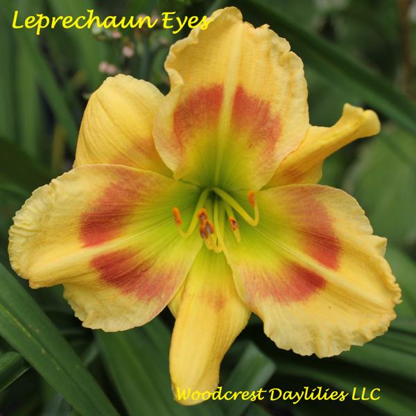 Leprechaun_Eyes