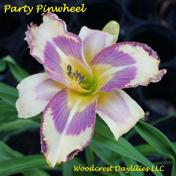 party_pinwheel