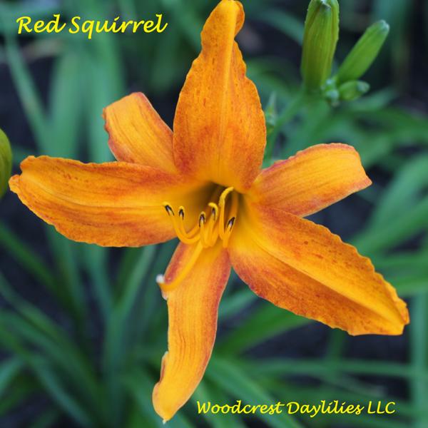 Red_Squirel