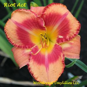 Riot Act*