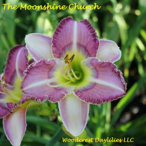The Moonshine Church*