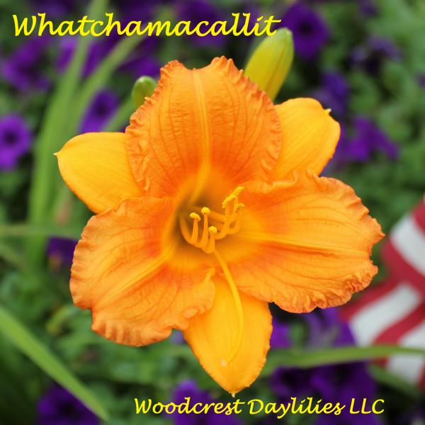 Whatchamacallit