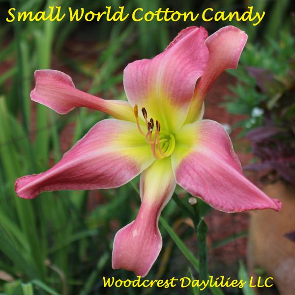 Small_World_Cotton_Candy